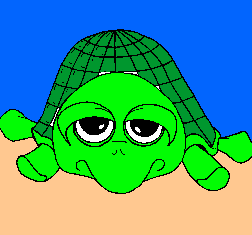 Tortuga