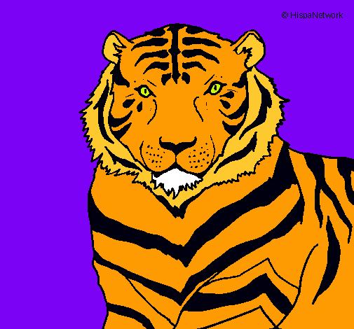 Tigre