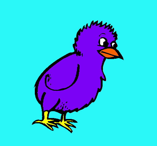 Pollito