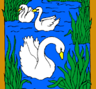 Dibujo Cisnes pintado por lesmer