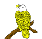 Dibujo Águila en una rama pintado por jatniel