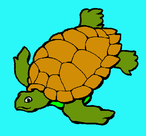 Tortuga