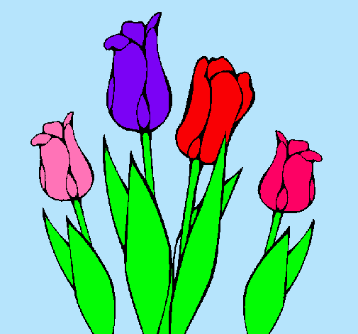 Tulipanes