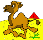 Dibujo Camello pintado por sergio