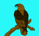 Dibujo Águila en una rama pintado por MariPaz