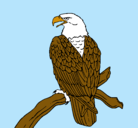 Dibujo Águila en una rama pintado por alberto