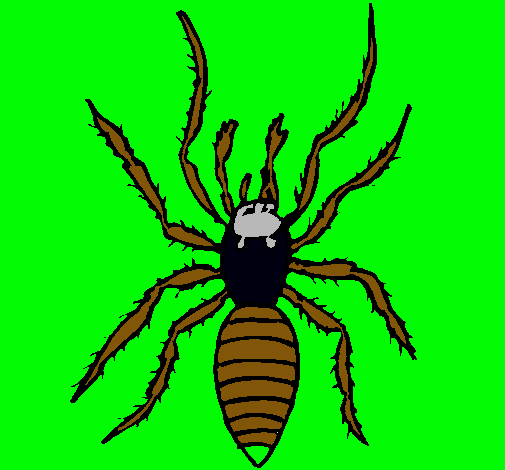 Araña tigre