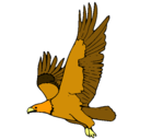 Dibujo Águila volando pintado por raul