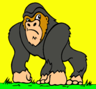 Dibujo Gorila pintado por emiliano