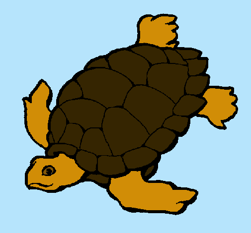 Tortuga