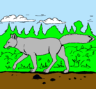 Dibujo Coyote pintado por facundo