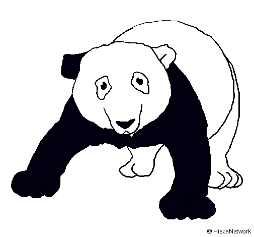 Oso panda