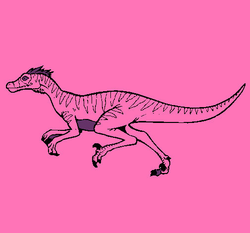 Velociraptor