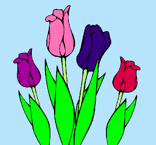 Tulipanes