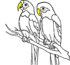 Dibujo Loros pintado por papagayos