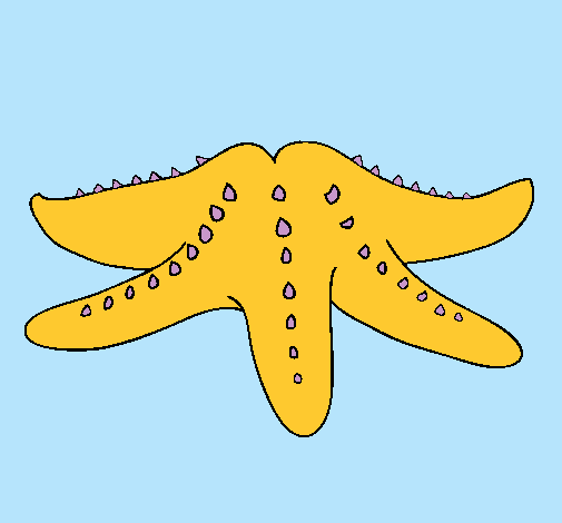 Estrella de mar