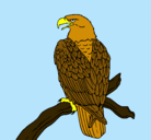 Dibujo Águila en una rama pintado por victorsantos