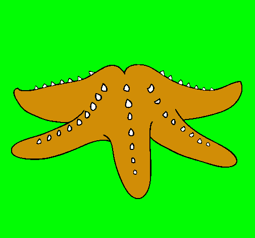 Estrella de mar