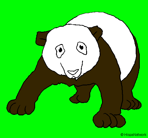 Oso panda