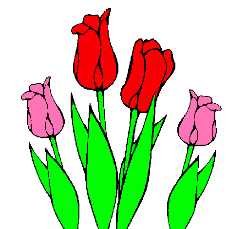 Tulipanes