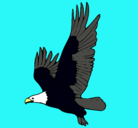 Dibujo Águila volando pintado por victorsantos