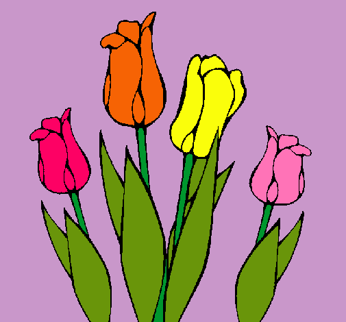 Tulipanes