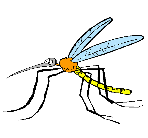 Mosquito