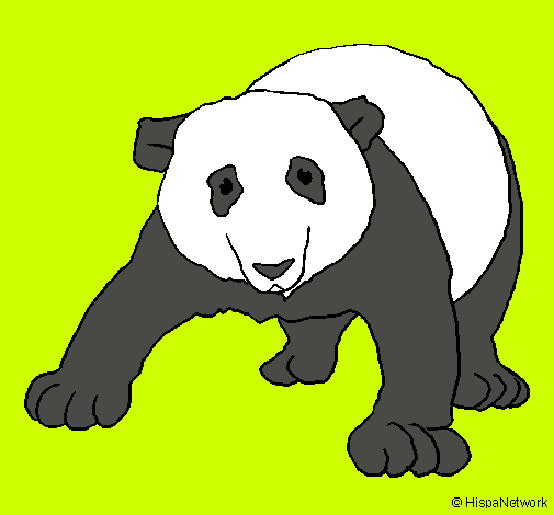 Oso panda