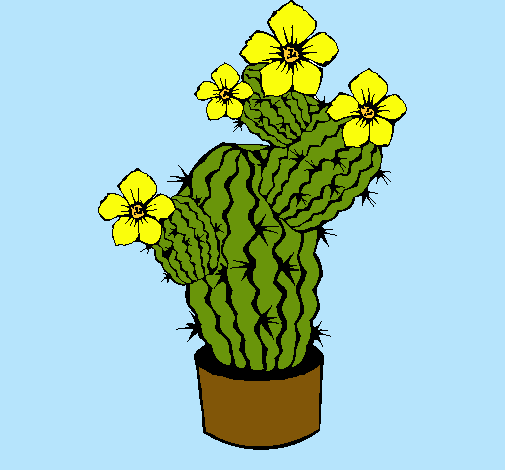 Flores de cactus