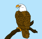 Dibujo Águila en una rama pintado por tiburon