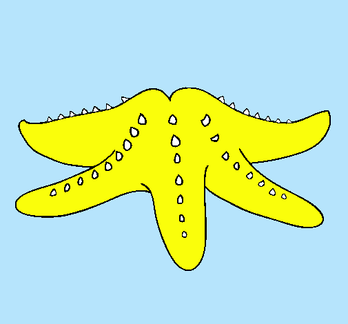 Estrella de mar