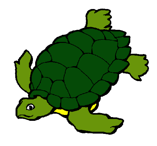 Tortuga