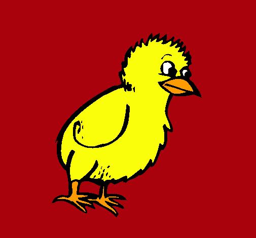 Pollito