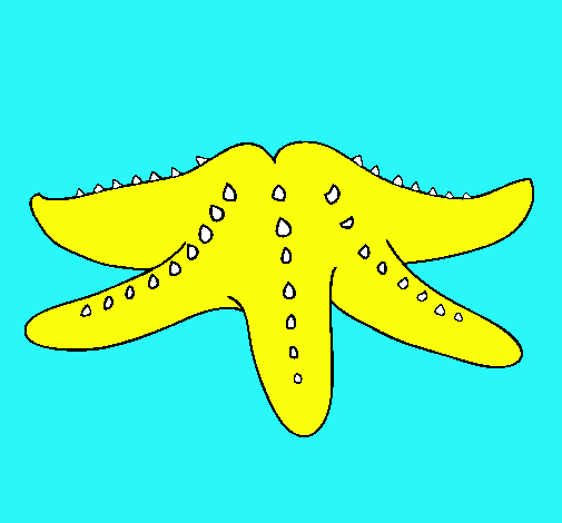 Estrella de mar