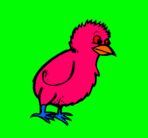 Pollito