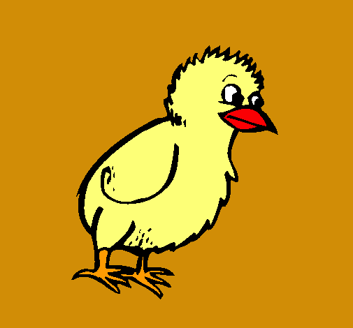 Pollito