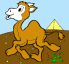 Dibujo Camello pintado por matias