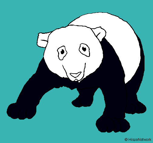 Oso panda