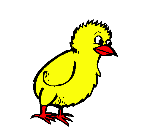 Pollito