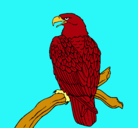 Dibujo Águila en una rama pintado por angela