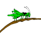Dibujo Saltamontes en una rama pintado por IBAI
