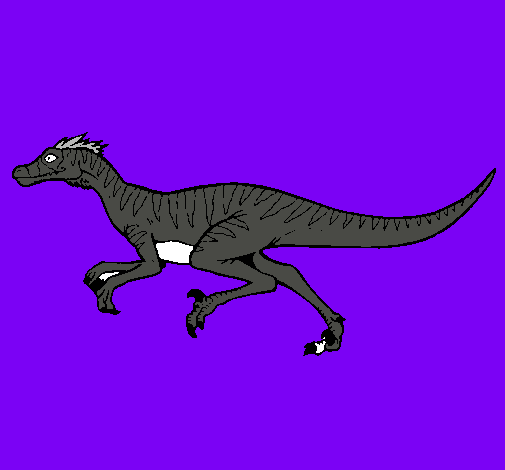 Velociraptor