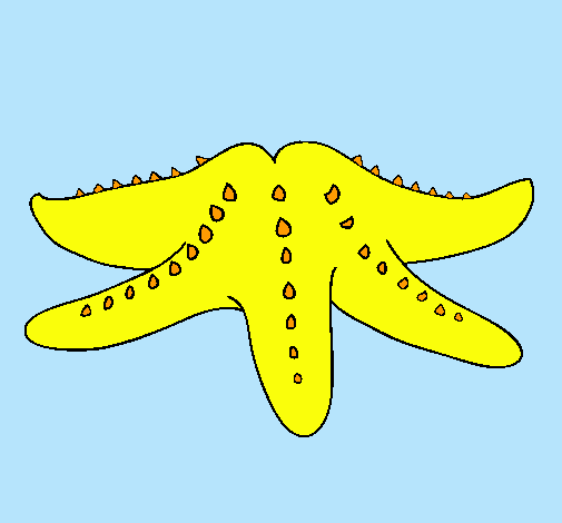 Estrella de mar