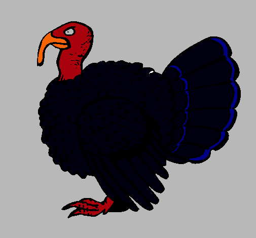 Pavo 