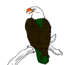 Dibujo Águila en una rama pintado por micaela