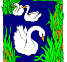 Dibujo Cisnes pintado por cxc