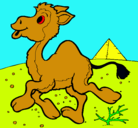 Dibujo Camello pintado por noelia