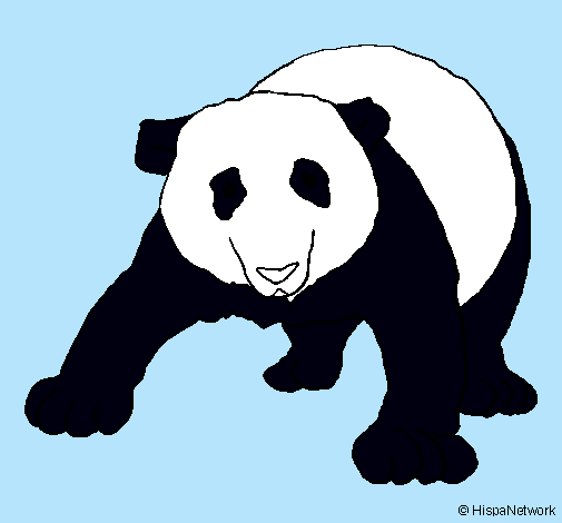 Oso panda