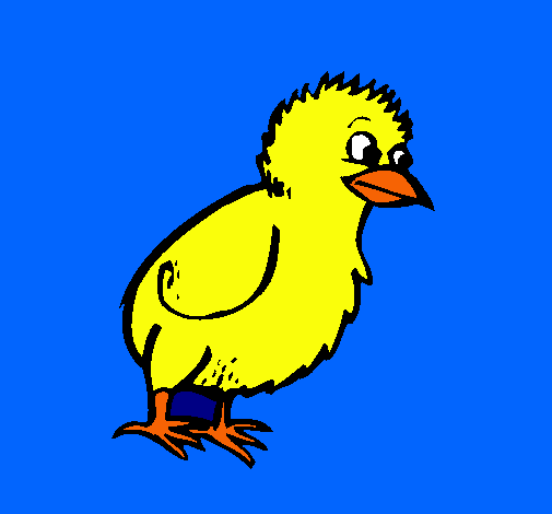 Pollito