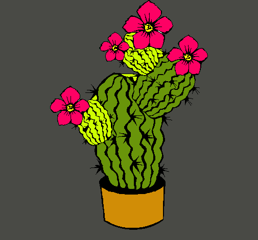 Flores de cactus